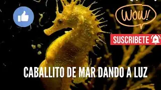 CABALLO DE MAR MACHO DANDO A LUZ A M&Aacute;S DE MIL BEB&Eacute;S (IMPRESIONANTE)