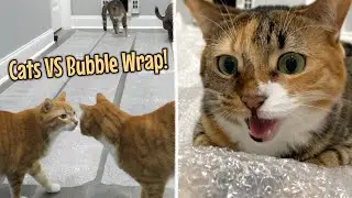 5 Cats Try Walking on Bubble Wrap for the First Time!