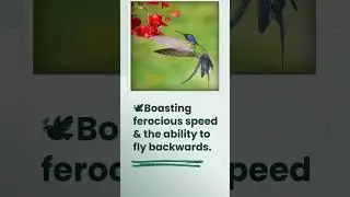 Black River Interactive Museum (BRIM) - Swallow-tail Hummingbird (Doctor Bird)