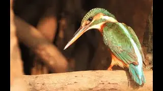 Birds of Goa. India