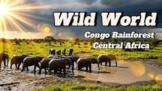 Inside the Congo Rainforest &ndash; Wildlife, Rivers & Hidden Worlds | 4K Nature Film #NatureDocumentary