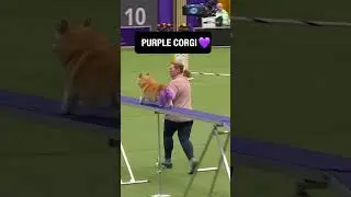Purple Corgi&hellip; enough said 🐕💜 #shorts #wbc #westminsterdogshow