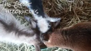 The Goat Chronicles (Trailer)