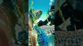 Brave Diver Rescues Sea Turtle Trapped in Ghost Net! #animals #wildlife #sea #sealrescu