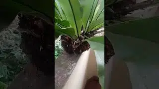 Without vase money plant