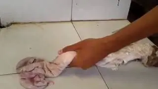 Artificial Insemination Training With Cow's Reproduction Organ