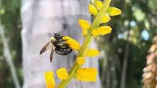 Bumblebee at Florida Botanical Gardens April 17 2024