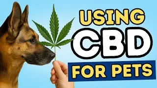 Is CBD the Only Option? Discover Other Cannabinoids That Can Help Your Pet