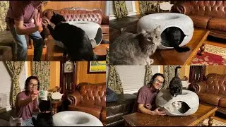 Cat Tunnel Bed Hideout Cave Unboxing | Our Cats In Action: Ivan Giving Me a High-Five, Treats & More
