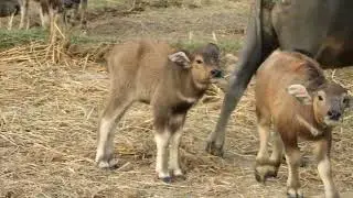 Naughty Buffalo are living with family #babybuffalo #Futurekingbuffalo