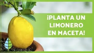 CUIDADOS de un LIMONERO en MACETA 🍋🌳 &iexcl;Riego, sustrato, poda y m&aacute;s!