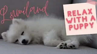 💕RELAX WITH A PUPPY💕| Japanspitz Welpe schläft | Japanese puppy sleeping