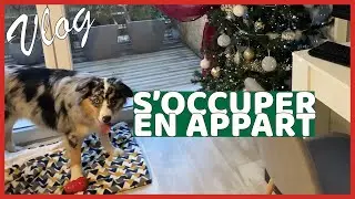 OCCUPER UN BERGER AUSTRALIEN EN APPARTEMENT 🎄VLOG DÉCEMBRE #1
