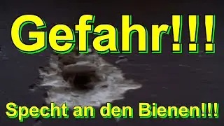 Gefahr!!! Specht an den Bienen!!!