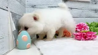 190409ポメチワ 1