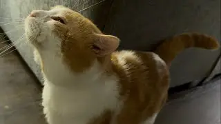 Прерванный кот