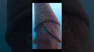 古生代最巨大的无脊椎动物是它！#房角石 #原始动物 #科普