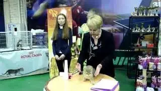 WCF ринг котят и юниоров
