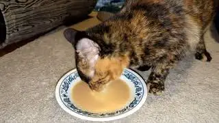 The Sweet Sounds of Kittens Licking Kitten Milk