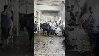 Slaughter House Ka Naya Manzar 😳 | Asli Haqeeqat Jo Aap Nahi Dekhte! | Awareness Purpose Only