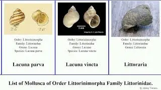 List of Mollusca of Order Littorinimorpha Family Littorinidae. littoraria echinolittorina lacuna