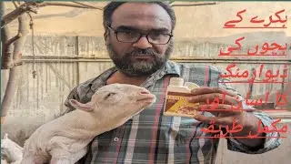 Bakri k bacho ki Deworming 