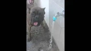 Thirsty boxer Xperia Z1 compact timeshift