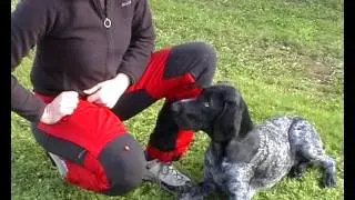 Kontakt- och koncentrationsövning med hund
