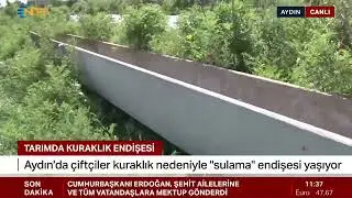Aydın’da kuraklık üreticiyi geleneksel üründen koparıyor…