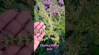 #Khatti buti#churki#churka.