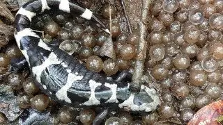 Marbled Salamander Breeding