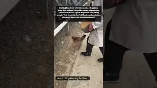 How to Stop Wasting Bird Feed