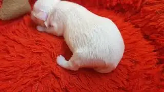 Маааленький секретк,БОЛЬШОГО счастья🤗🐾У нас пополнение🙏.Детки Мальтезе 🥰