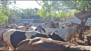 Corrales de don Victorino Meléndez, Santa Rosa de Lima, La Unión Norte 78521406
