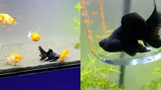 Way of Dealing with Overly Excited & Aggressive Goldfish || WooGlobe