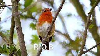 Bird Names with Pronunciation Part - 2  #birdsforkids  #kidsstory #storyforkids