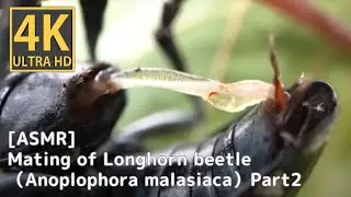 [ASMR] Mating behaviorof Longhorn beetle（Anoplophora malasiaca）(Part 2)