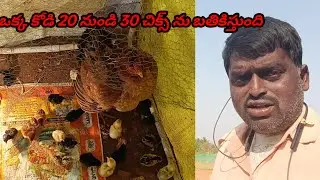 నా దగ్గర ఒక కోడి మినిమం 20 నుండి 30 చిక్స్ ను బతికిస్తుంది 