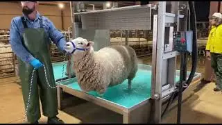 This looks dangerous&hellip; but it actually saves them. #sheep #treatment