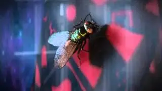 The Fly   Breakdown HD
