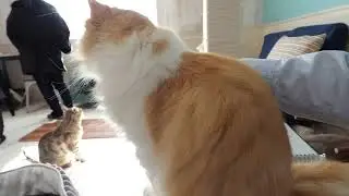 ササミに歓迎された！猫カフェ LIPMYでの続きの物語