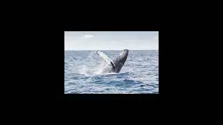 Canto della balena Megattera