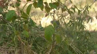 Lace monitor/Tree goanna