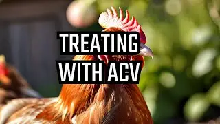 Healthy Hens 101: Treating Chicken Diarrhea with Apple Cider Vinegar