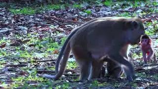 Healing 4-Seasons  #forestwhispers #monkey #animals #naturetranquility #babyanimal #wildlife