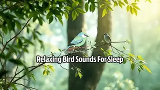 Gentle Bird Sounds for Yoga, Meditation & Relaxation