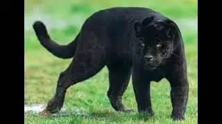 Black Jaguar Sound Effects 🐆 🔊