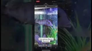 Aquael Glossy, the most sexy aquarium!