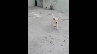 😘 Cutest Labrador Puppy Running | Funny Puppy Videos | Dog Training | The Caesar Show #Shorts