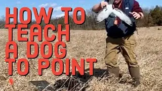 Do THIS to teach your dog to point BIRDS